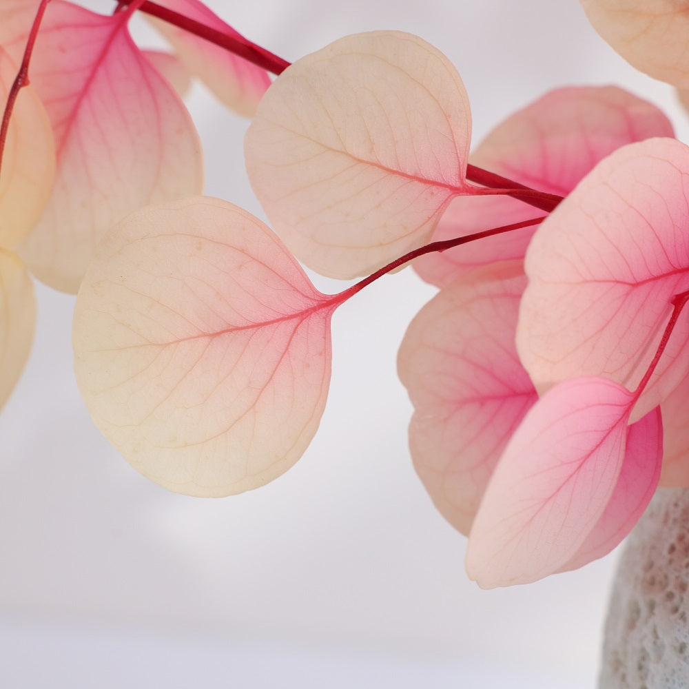 Eucalyptus cinerea 3