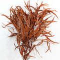 Autumn OrangeEucalyptus Nicolii