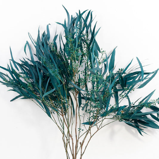 Eucalyptus Nicolii Blue Green