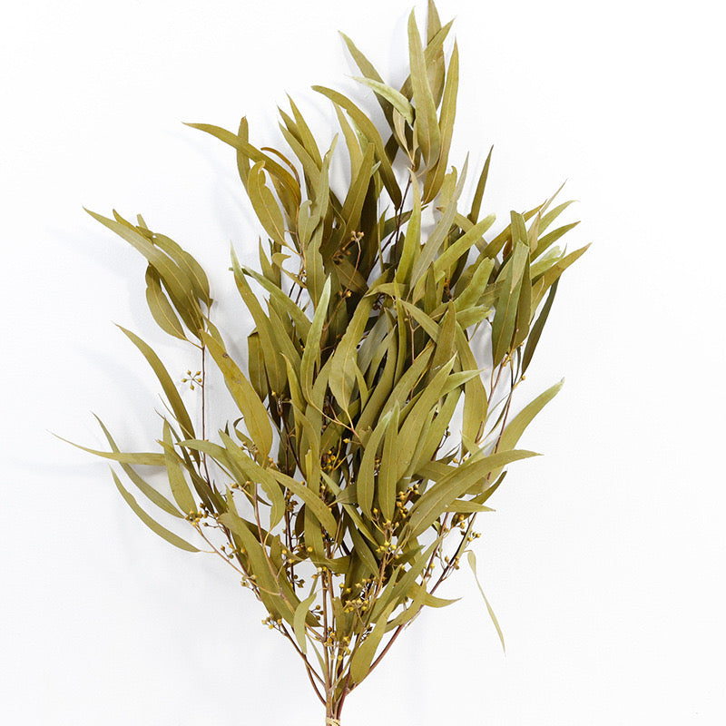 Eucalyptus Nicolii Ginger