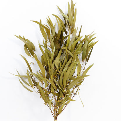 Eucalyptus Nicolii Ginger