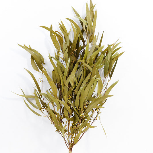 Eucalyptus Nicolii Ginger