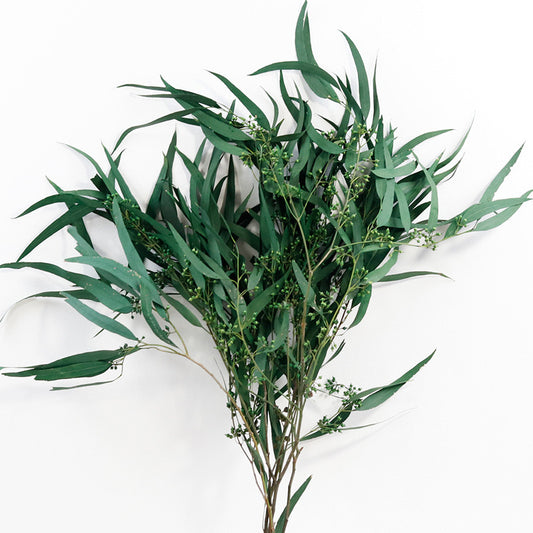 Eucalyptus Nicolii Green