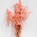 Eucalyptus Nicolii Pink