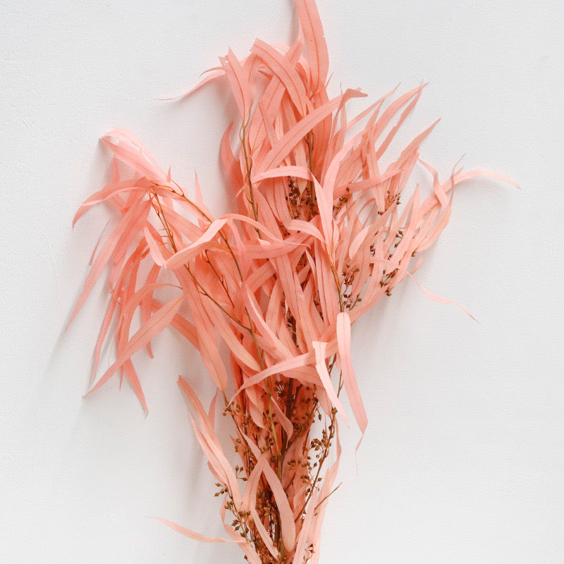 Eucalyptus Nicolii Pink
