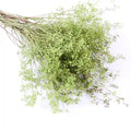 Dried Eucalyptus Nicolii Seed Stems