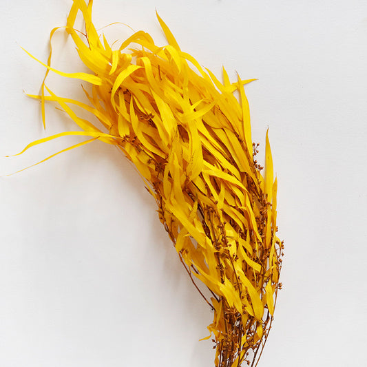 Eucalyptus Nicolii Yellow