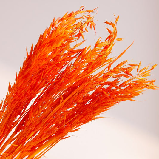 fire orange dried oats
