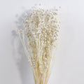 Flax (linum) Bleached White