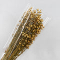 Flax (linum) Dried