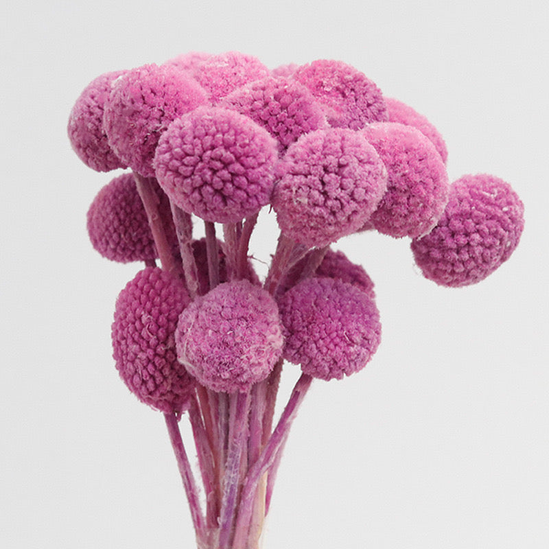 Frosted Pink Dried Craspedia