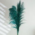Giant green reeds pampas