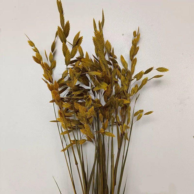 ginger yellow preserved flower northern sea oat grass
