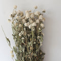 Dried Gomphrena Flower White