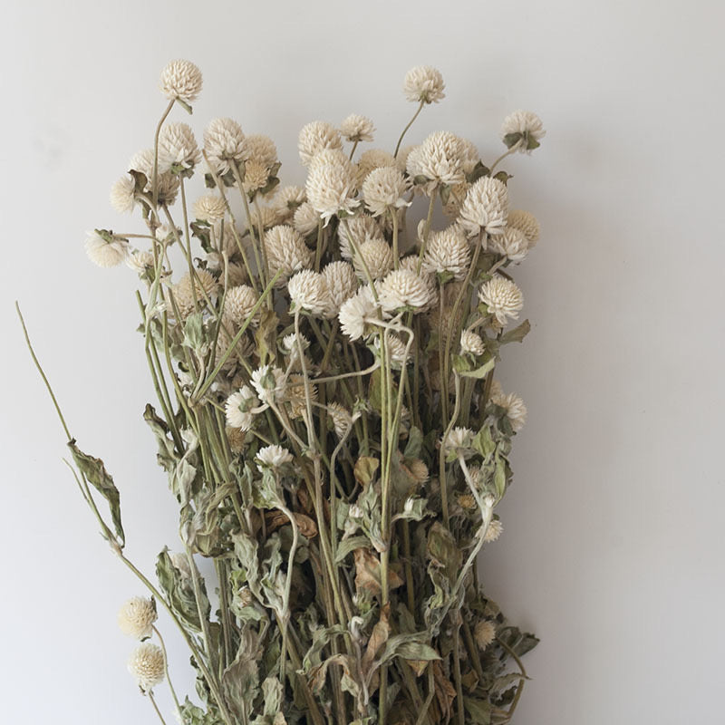 Dried Gomphrena Flower White