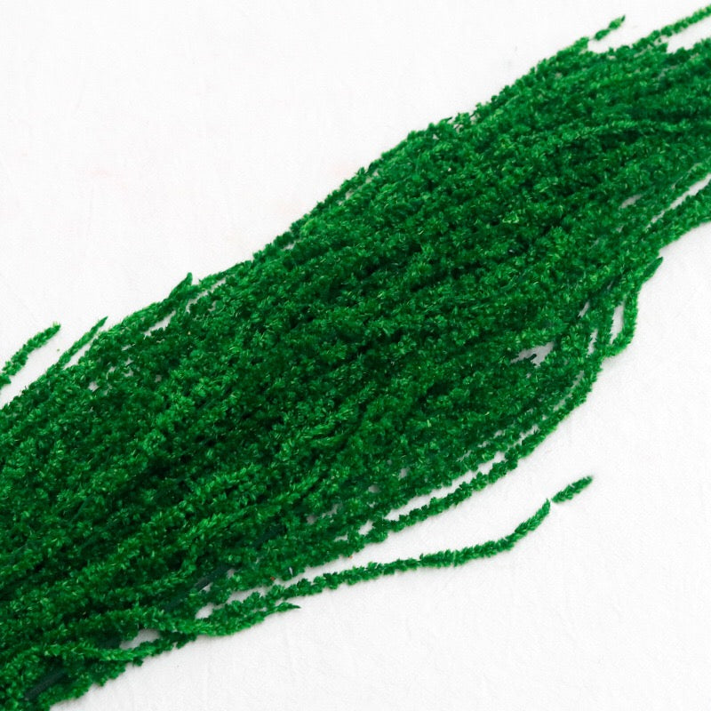 green Amaranthus