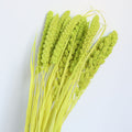 green dried setaria