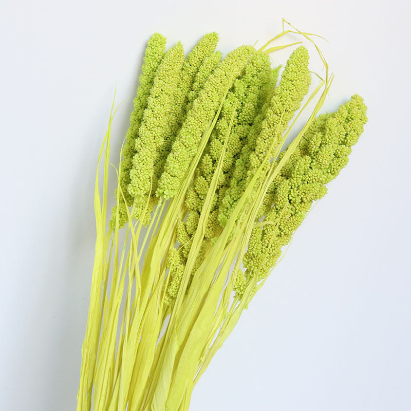 green dried setaria