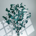 green eucalyptus
