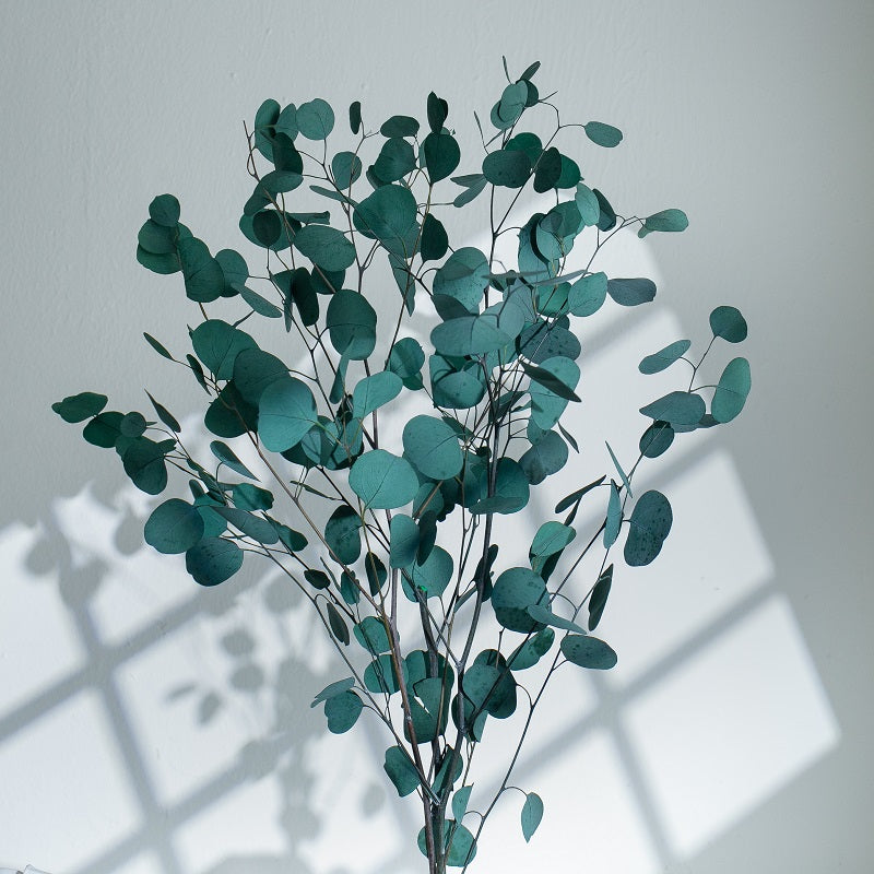 green eucalyptus
