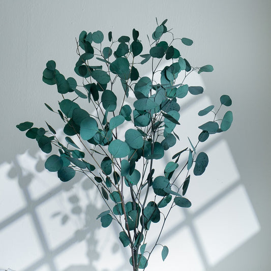 green eucalyptus
