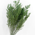 green love grass