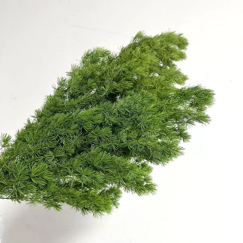 Green dried Ming Asparagus