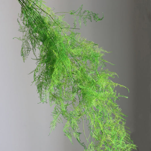 Green Preserved Asparagus setaceus