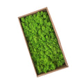 green preserved moss