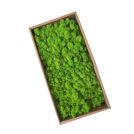 green preserved moss