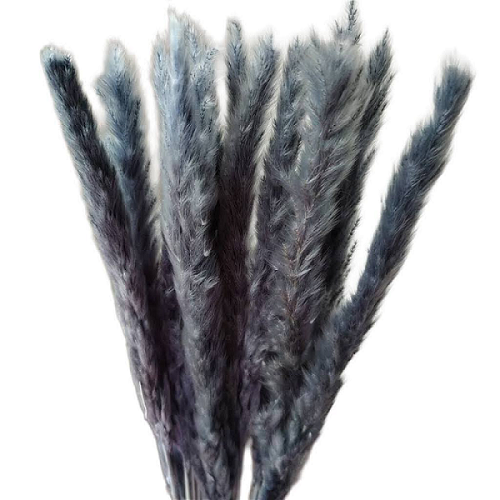 slim grey pampas grass