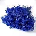 Gypsophila blue