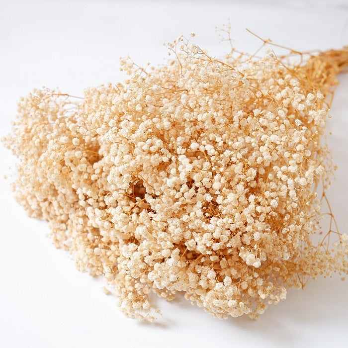 cream dried Gypsophila