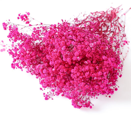 Gypsophila magenta