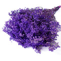 purple preserved Gypsophila
