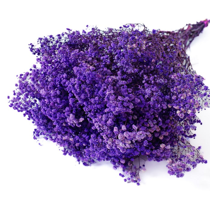purple preserved Gypsophila