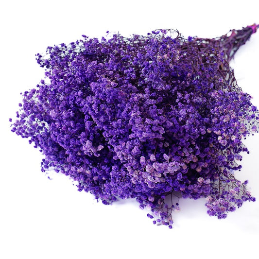 purple preserved Gypsophila
