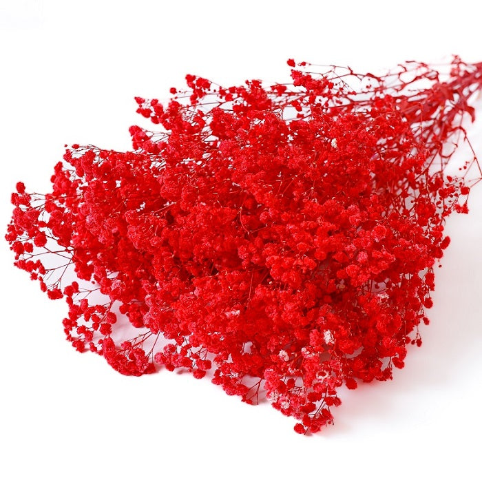 red Gypsophila