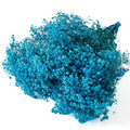 sky blue preserved Gypsophila