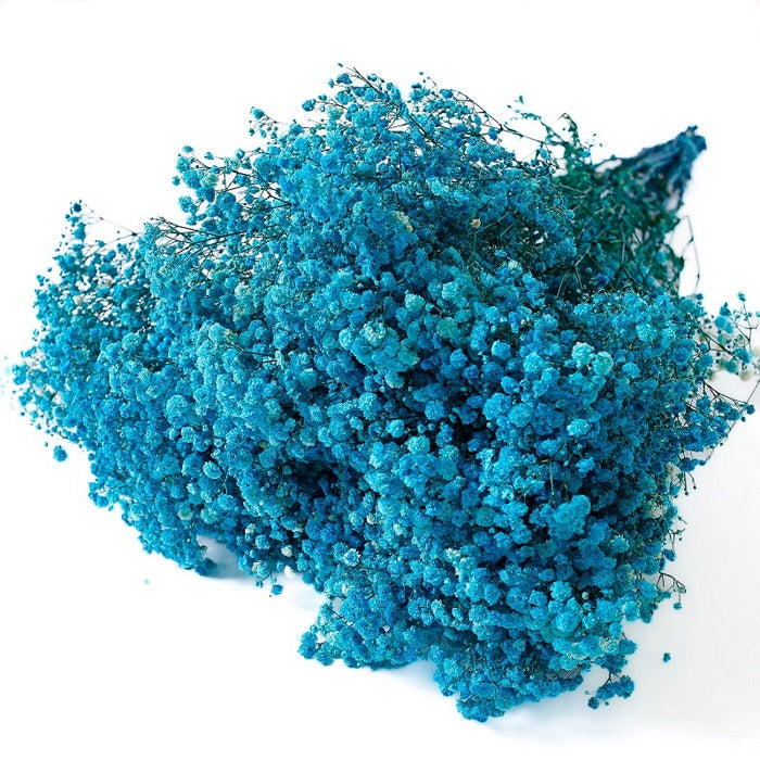 sky blue preserved Gypsophila