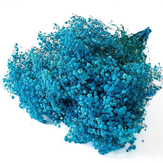 sky blue preserved Gypsophila