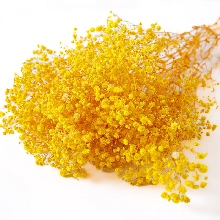 yellow preserved Gypsophila