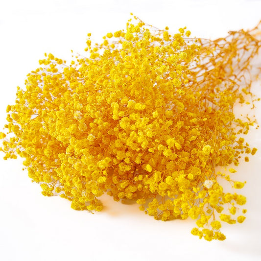 yellow preserved Gypsophila