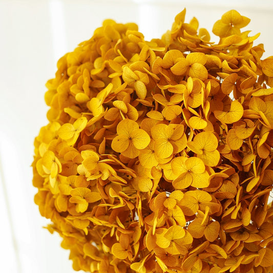 Hydrangea autumn yellow