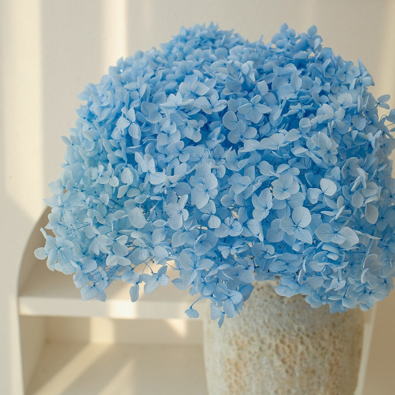 blue dried Hydrangea