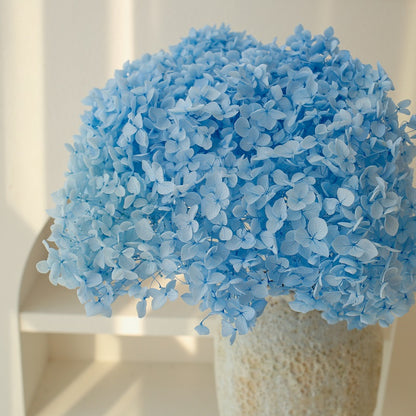 blue dried Hydrangea