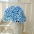 blue dried Hydrangea