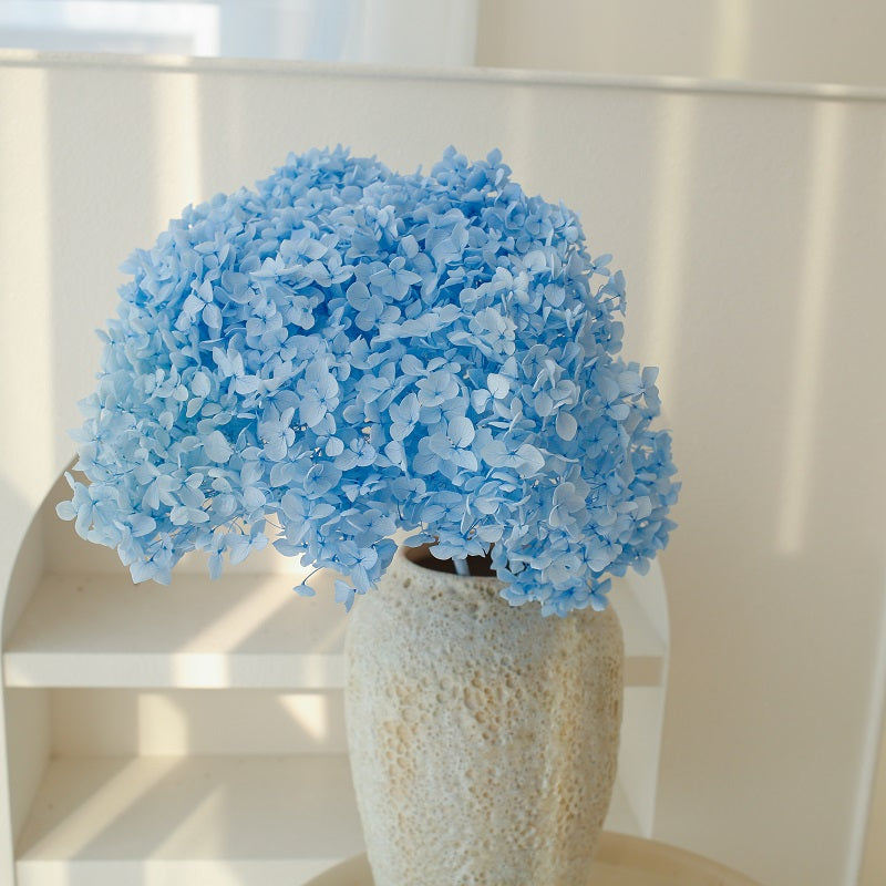 blue dried Hydrangea