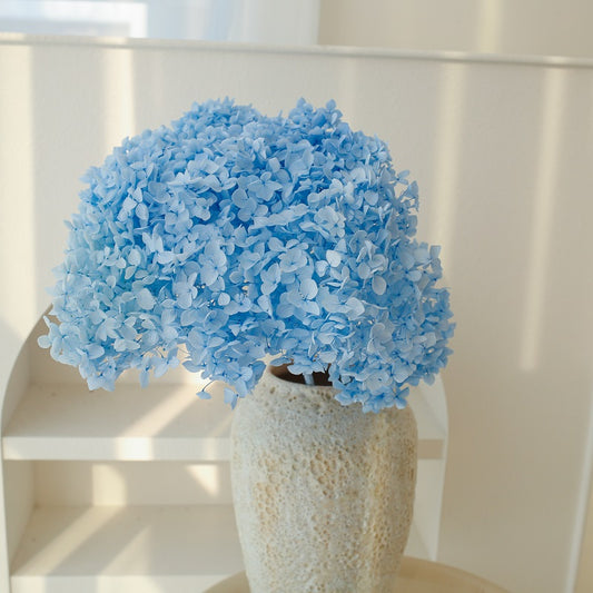 blue dried Hydrangea