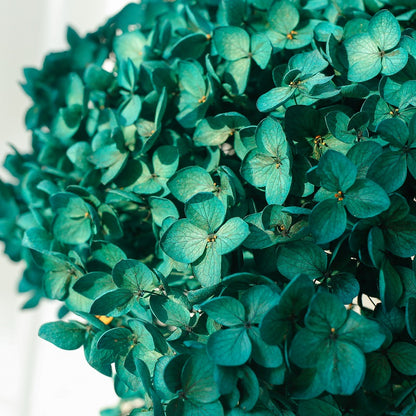 Hydrangea Emerald Green